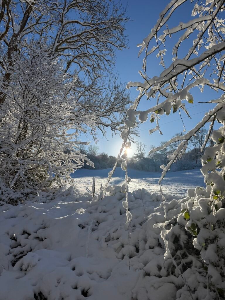 snowy trees and sunlight shining through